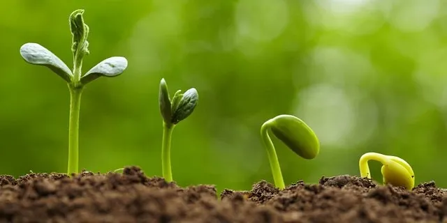 Change Management: Fails and Successes are a Choice